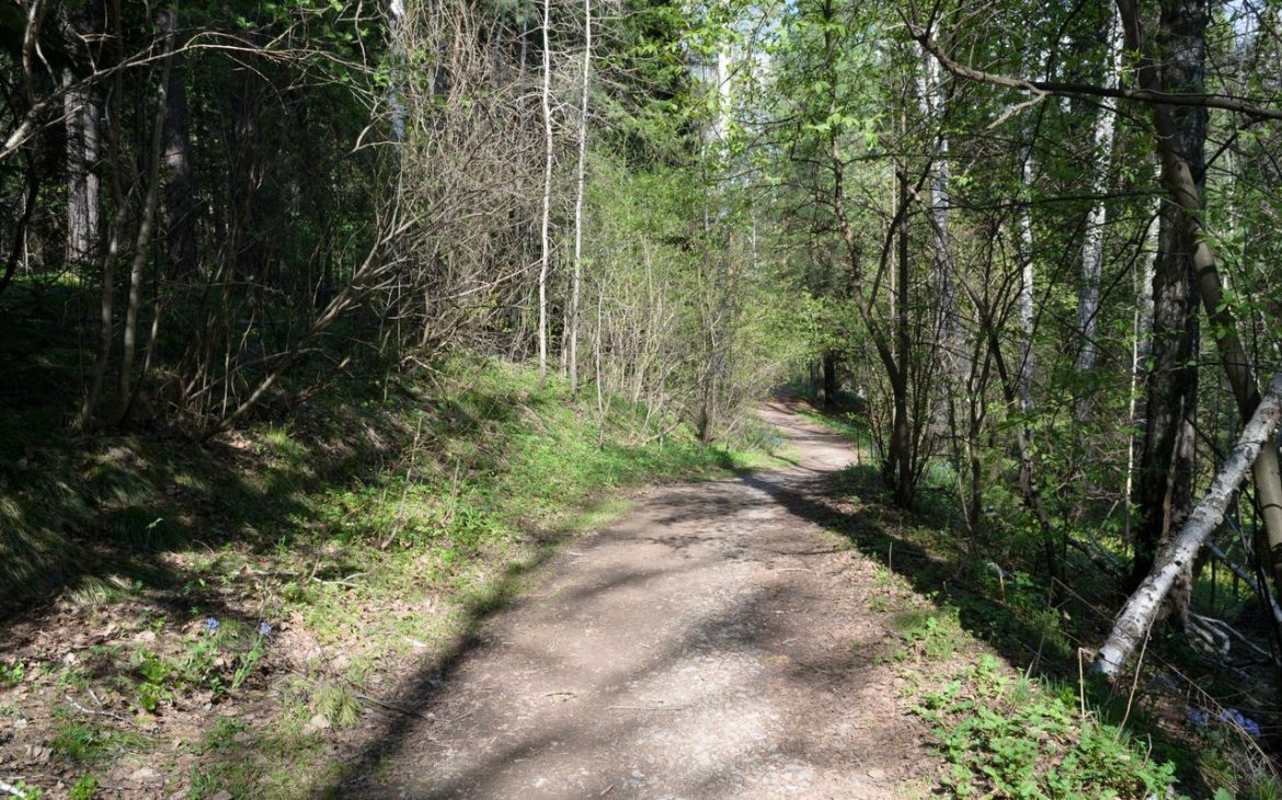 Trail Clearing