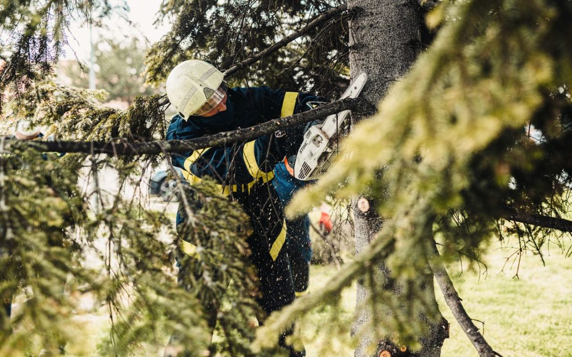 Tree Trimming