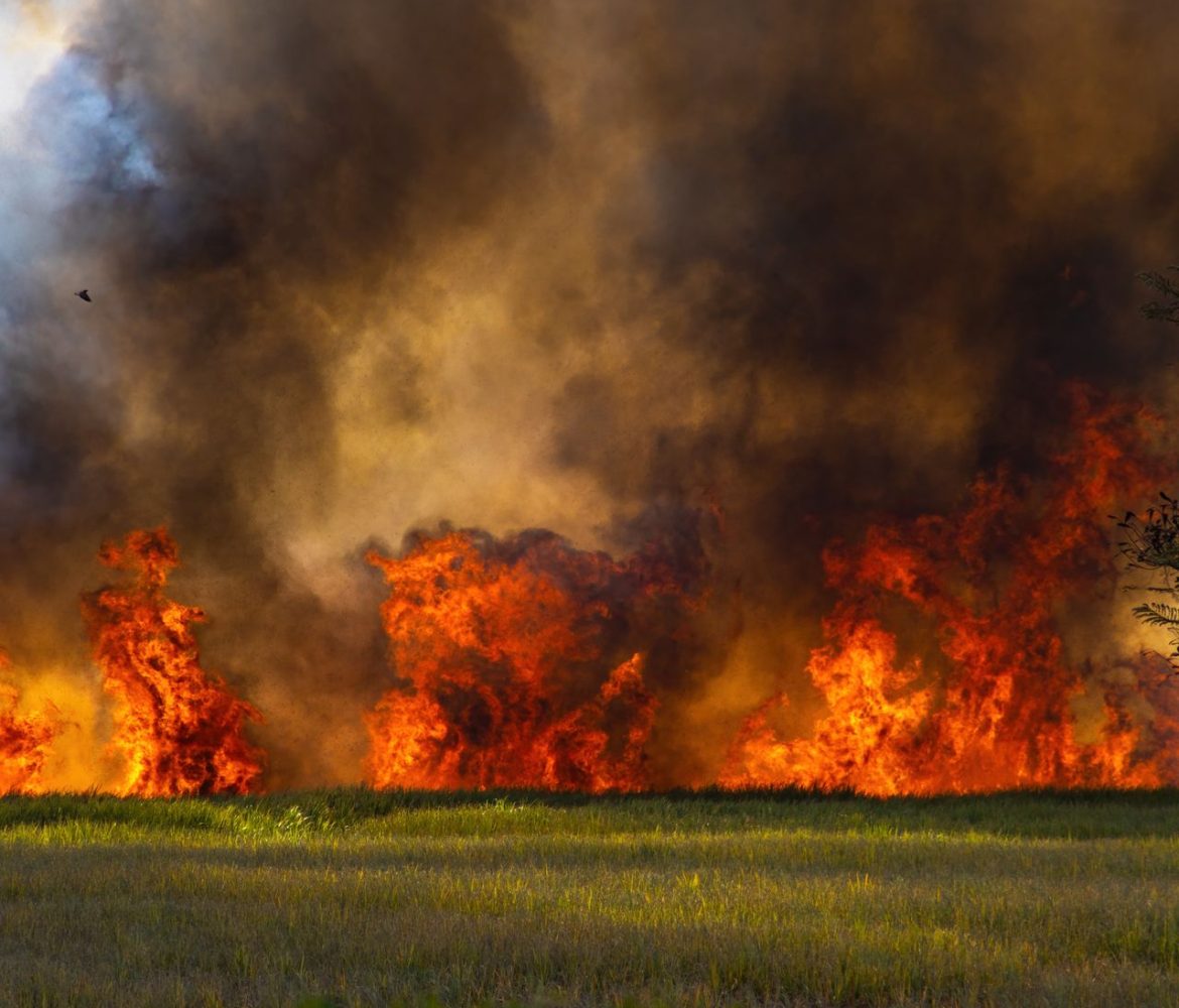 Wildfire Fuel Reduction and Perimeter Clearing